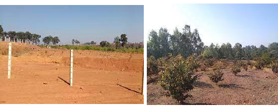 Restoration of Hindalco's Samri bauxite mines as ecological sanctuaries