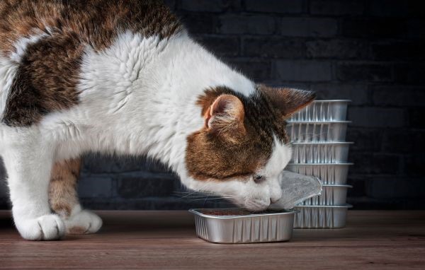 Aluminium packaging emerges as the best option for pet food market