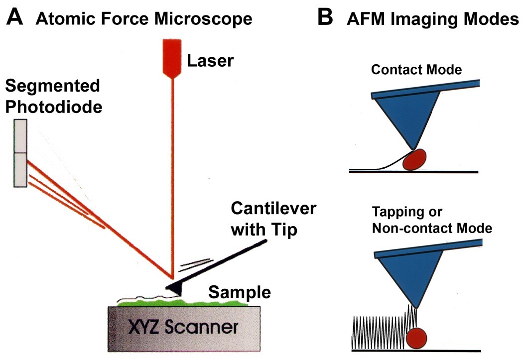 AFM study reveals unknown facts about alumina surface